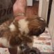 Shihtzu puppies