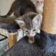 Two sweet female kittens, 8 wk old.