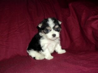 Louis, MaltiPoo male, non-shedding & smart