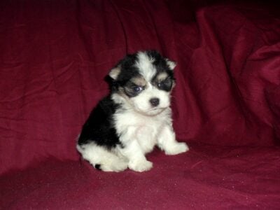 Louis, MaltiPoo male, non-shedding & smart