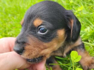 Playful little pup