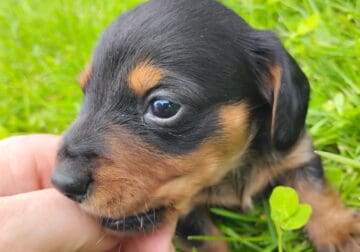 Playful little pup
