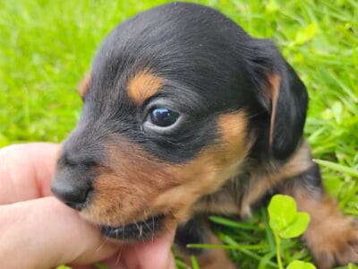 Playful little pup