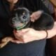Chihuahua/Yorkie Mix Puppy