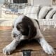 English pringer spaniels 4 girls left AKC register