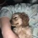 18 month old American Cocker Spaniel for sell