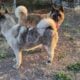Rehoming Pregnant American Akita Female