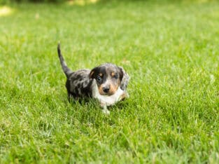 AKC Mini dachshund female puppy Indiana (Millie)