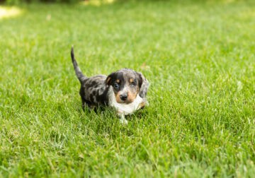AKC Mini dachshund female puppy Indiana (Millie)