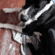 Great Dane