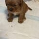 Beautiful Cavalier King Charles