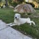 German shepherd Great Pyrenees puppy