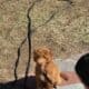 Mini GoldenDoodles