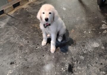 Great Pyrenees Puppy