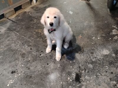 Great Pyrenees Puppy