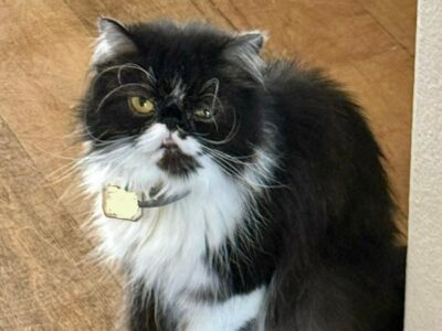 Persian Kittens and Cats for Sale