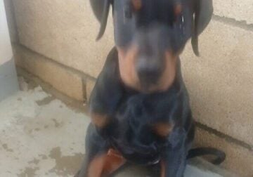FEMALE MEuropean Doberman