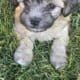 Shih Tzu Poodle Mix Male Puppy