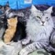 Maine Coon Polydactyl Orange Tabby Male