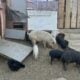 Mini Pigs