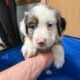 Australian Shepherds for Sale