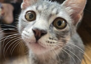 Talented, Bilingual KITTEN!!