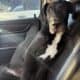 Great Dane / Mastiff