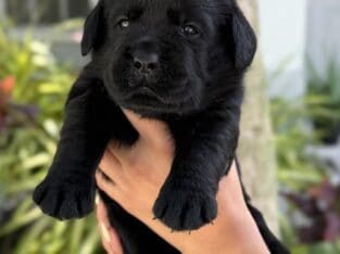 Adorable Labrador Retriever puppies