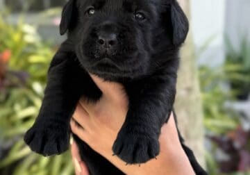 Adorable Labrador Retriever puppies