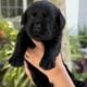 Adorable Labrador Retriever puppies