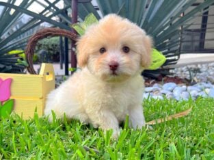 Maltipoo Puppies 🐶