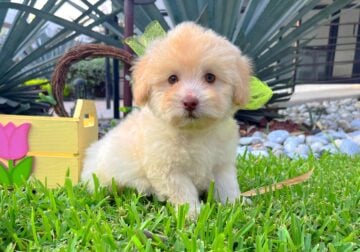 Maltipoo Puppies 🐶