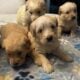 Goldendoodle Puppies