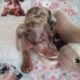 CKC DACHSHUND MINI CHOCOLATE DAPPLE MAVERICK