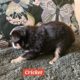 Minature Australian Shepherds