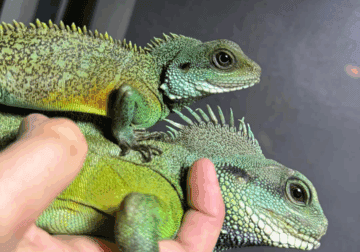 Chinese water dragon adult