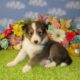 AKC Sheltie Puppies Ready Now Sable and Tricolor
