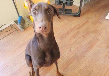 Rehome doberman