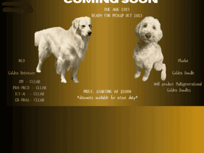 Golden Doodles