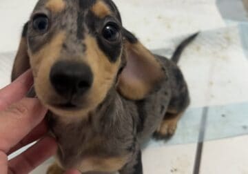Dappled Miniature Dachshund Puppy for Sale