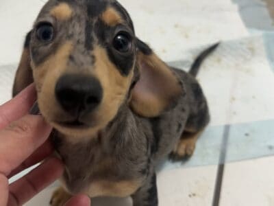 Dappled Miniature Dachshund Puppy for Sale