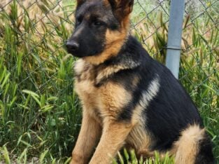 German shepherd puppies