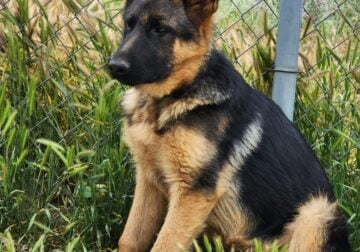 German shepherd puppies