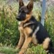 German shepherd puppies