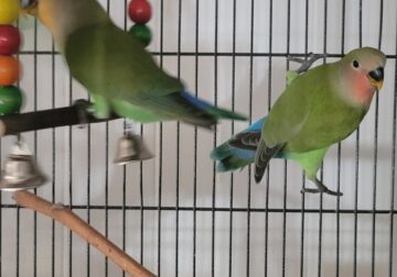 Peachface Lovebird