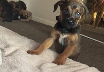German Shepherd Mixed Puppies
