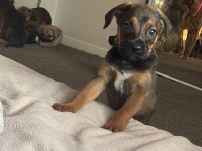 German Shepherd Mixed Puppies