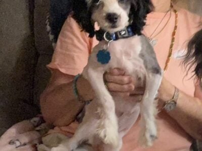 Maltipoo