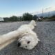 Great Pyrenees/ Italian Maremma Sheepdog Puppies f