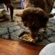 Looking for a new home for female dog